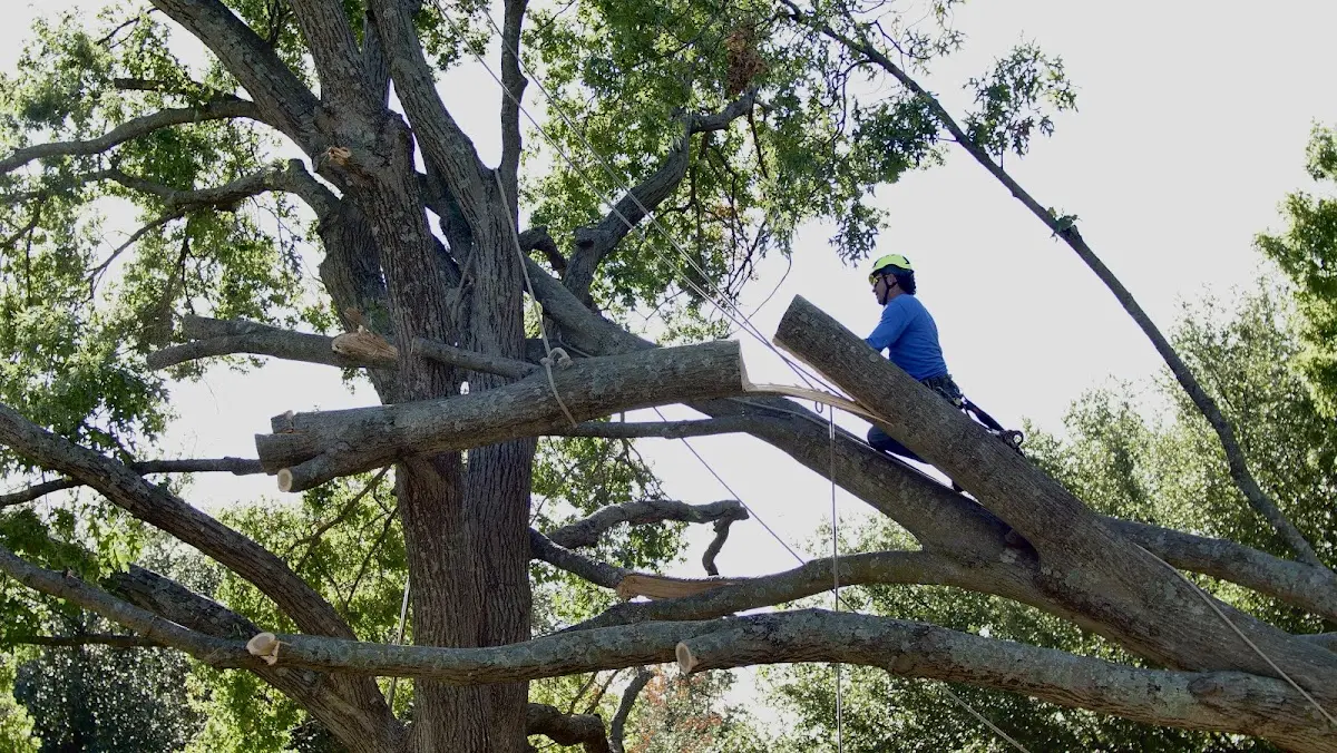 Professional Crown Thinning performed by certified arborists in Broadlands